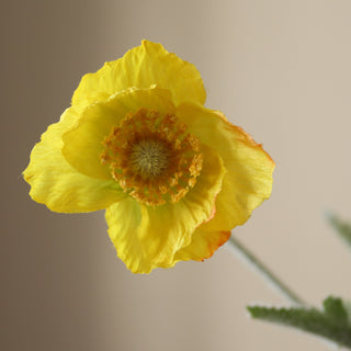 Coquelicots Sauvages Jaune