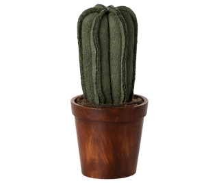 Cactus dans son pot