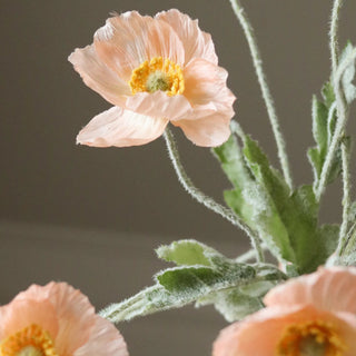 Coquelicots Sauvages Corail