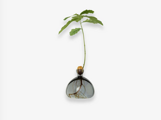 Vase à gland