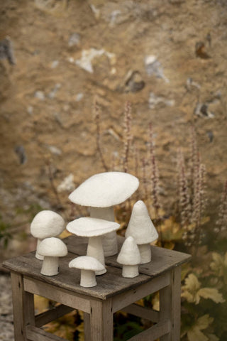Champignon Morille
