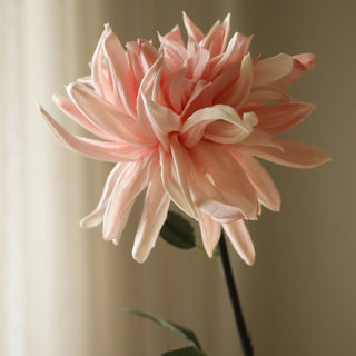 Dalia cactus