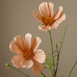 Cosmo marguerite