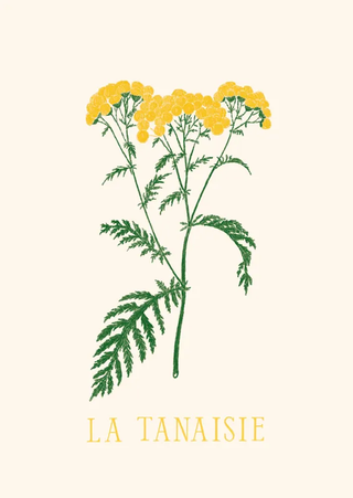Set cartes postales Fleur, de Zoé de Las Cases