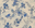 Orchid bleu