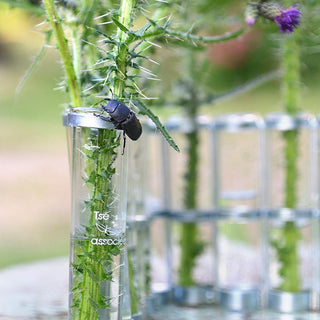 Vase d'avril petit tsétsé coton en herbe