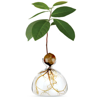 vase a avocat ilex studio chez Coton en Herbe