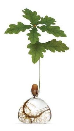 Vase à gland racine visible signé Ilex Studio Chez Coton en Herbe