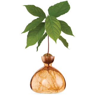 Vase a abricot  chez coton en herbe ilex studio