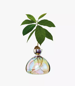 Vase à avocat