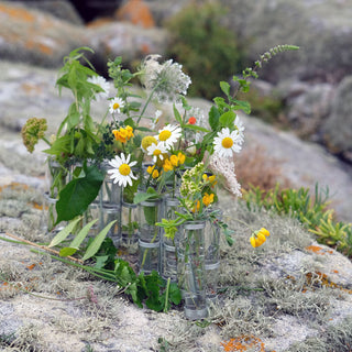 Vase d'avril petit tsétsé coton en herbe
